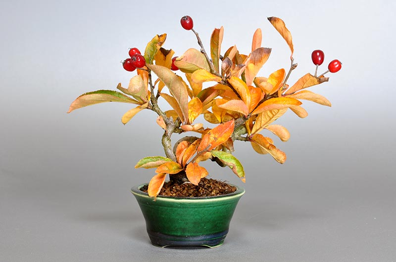 ミニ盆栽・カマツカ-F1（かまつか・鎌柄・ニホンカマツカ・日本鎌柄）実もの盆栽を裏側から見た景色・Pourthiaea villosa bonsai