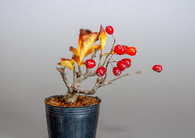 ミニ盆栽・カマツカ-F2（かまつか・鎌柄・ニホンカマツカ・日本鎌柄）実もの盆栽を左側から見た景色・Pourthiaea villosa bonsai