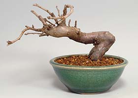 カマツカI（かまつか・鎌柄・ニホンカマツカ・日本鎌柄）実もの盆栽の成長記録-1・Pourthiaea villosa bonsai