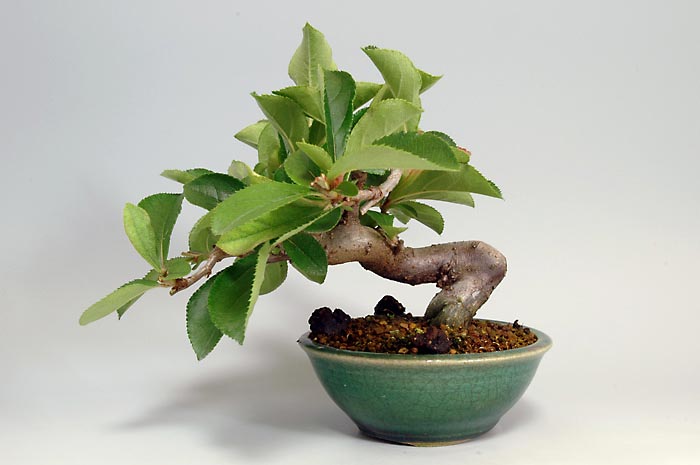 カマツカI-2（かまつか・鎌柄・ニホンカマツカ・日本鎌柄）実もの盆栽の販売と育て方・作り方・Pourthiaea villosa bonsai