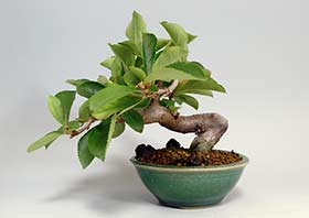 カマツカI（かまつか・鎌柄・ニホンカマツカ・日本鎌柄）実もの盆栽の成長記録-2・Pourthiaea villosa bonsai
