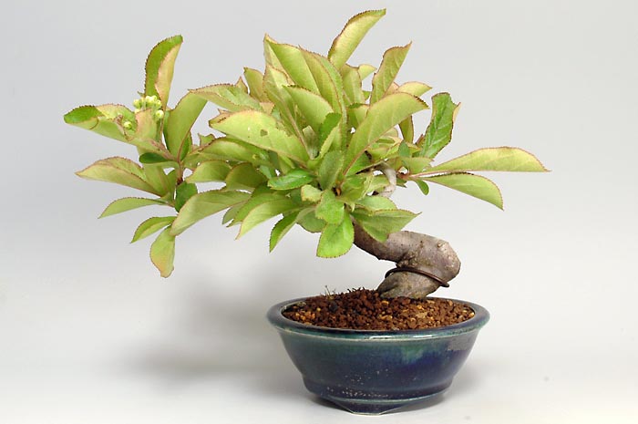 カマツカI-3（かまつか・鎌柄・ニホンカマツカ・日本鎌柄）実もの盆栽の販売と育て方・作り方・Pourthiaea villosa bonsai