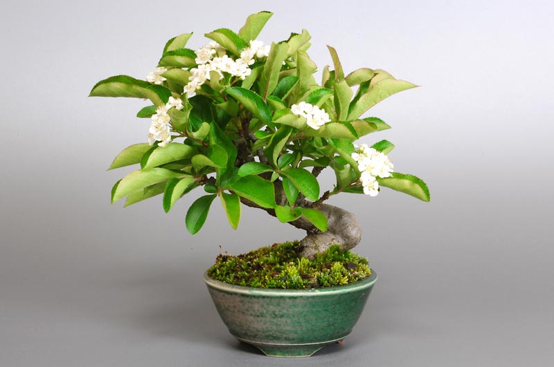 カマツカI-4（かまつか・鎌柄・ニホンカマツカ・日本鎌柄）実もの盆栽の販売と育て方・作り方・Pourthiaea villosa bonsai