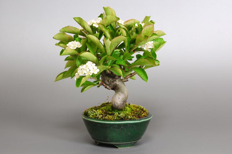 カマツカI-4（かまつか・鎌柄・ニホンカマツカ・日本鎌柄）実もの盆栽を右側から見た景色・Pourthiaea villosa bonsai