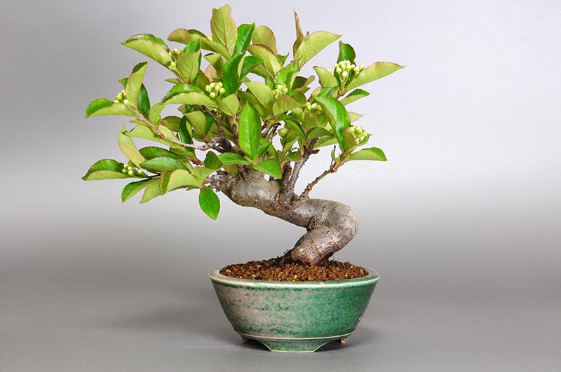 カマツカI（かまつか・鎌柄・ニホンカマツカ・日本鎌柄）実もの盆栽の販売と育て方・作り方・Pourthiaea villosa bonsai