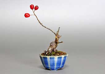カマツカ-I1（かまつか・鎌柄・ニホンカマツカ・日本鎌柄）実もの盆栽の成長記録-1・Pourthiaea villosa bonsai
