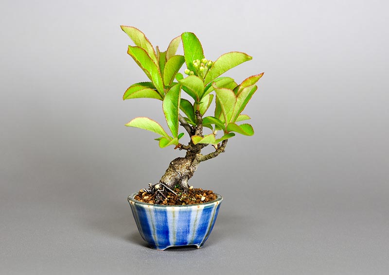 カマツカ-I1（かまつか・鎌柄・ニホンカマツカ・日本鎌柄）実もの盆栽の販売と育て方・作り方・Pourthiaea villosa bonsai