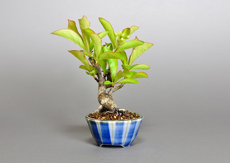 ミニ盆栽・カマツカ-I1（かまつか・鎌柄・ニホンカマツカ・日本鎌柄）実もの盆栽を左側から見た景色・Pourthiaea villosa bonsai