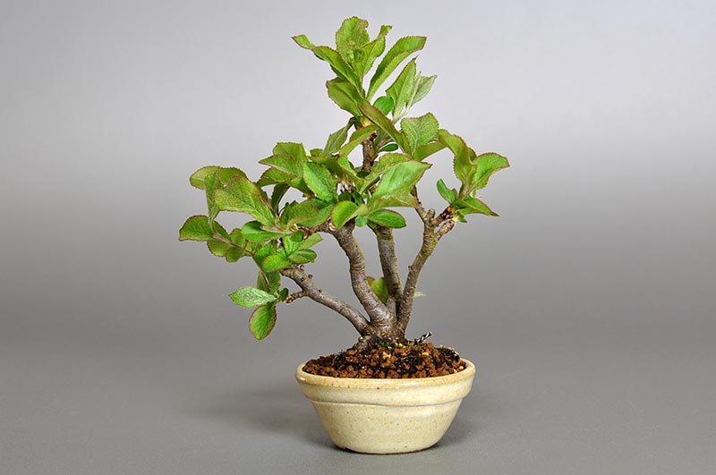 カマツカ-K1（かまつか・鎌柄・ニホンカマツカ・日本鎌柄）実もの盆栽の販売と育て方・作り方・Pourthiaea villosa bonsai