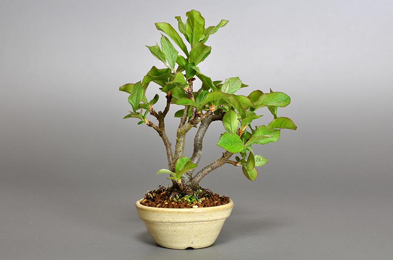 カマツカ-K1（かまつか・鎌柄・ニホンカマツカ・日本鎌柄）実ものを裏側から見た景色・Pourthiaea villosa bonsai
