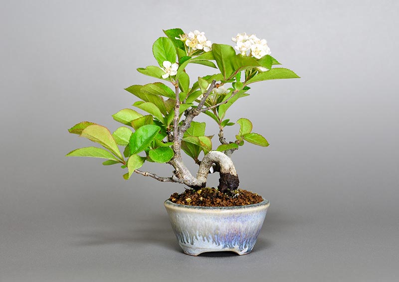 ミニ盆栽・カマツカ-L1（かまつか・鎌柄・ニホンカマツカ・日本鎌柄）実もの盆栽を裏側から見た景色・Pourthiaea villosa bonsai
