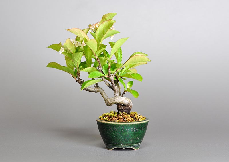 盆栽・カマツカ-S1-1（かまつか・鎌柄・ニホンカマツカ・日本鎌柄）実もの盆栽を裏側から見た景色・Pourthiaea villosa bonsai