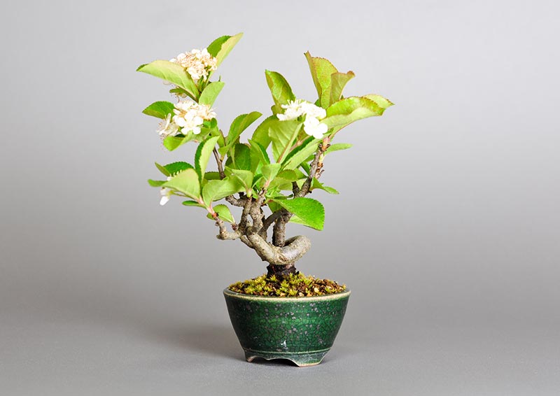 盆栽・カマツカ-S1-1（かまつか・鎌柄・ニホンカマツカ・日本鎌柄）実もの盆栽を右側から見た景色・Pourthiaea villosa bonsai