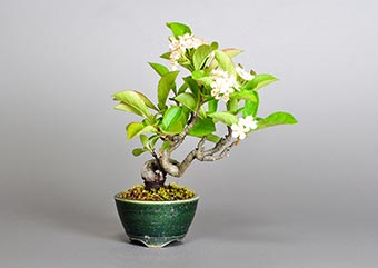 盆栽・カマツカ-S1（かまつか・鎌柄・ニホンカマツカ・日本鎌柄）実もの盆栽の成長記録-2・Pourthiaea villosa bonsai