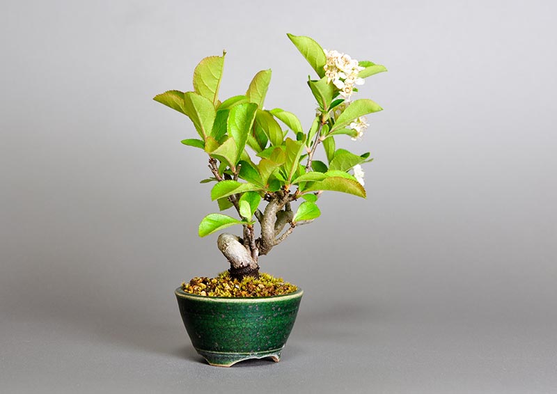 盆栽・カマツカ-S1-1（かまつか・鎌柄・ニホンカマツカ・日本鎌柄）実もの盆栽を左側から見た景色・Pourthiaea villosa bonsai
