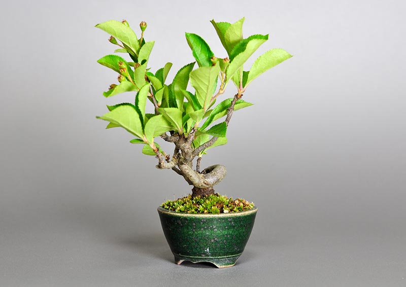 盆栽・カマツカ-S1-3（かまつか・鎌柄・ニホンカマツカ・日本鎌柄）実もの盆栽を右側から見た景色・Pourthiaea villosa bonsai