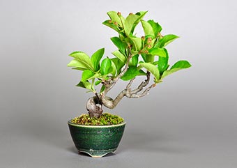盆栽・カマツカ-S1（かまつか・鎌柄・ニホンカマツカ・日本鎌柄）実もの盆栽の成長記録-3・Pourthiaea villosa bonsai