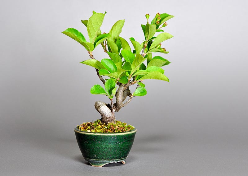 盆栽・カマツカ-S1-3（かまつか・鎌柄・ニホンカマツカ・日本鎌柄）実もの盆栽を左側から見た景色・Pourthiaea villosa bonsai