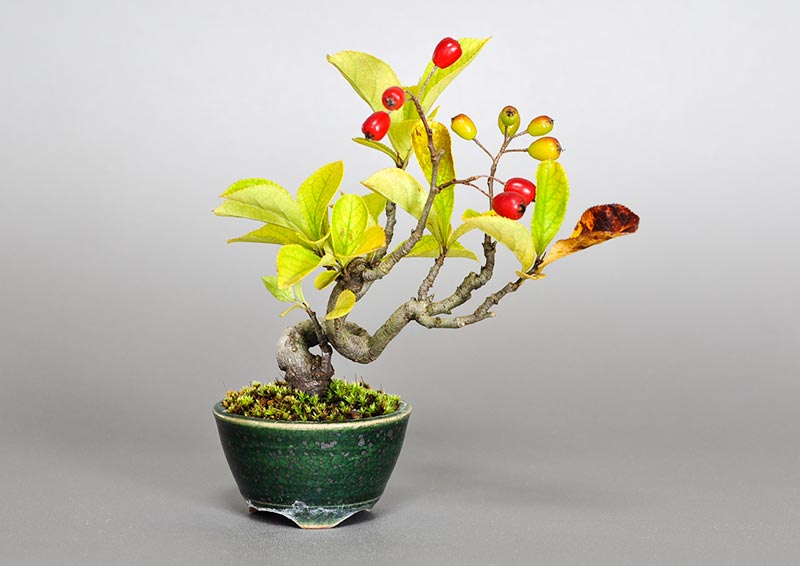 カマツカ-S1（かまつか・鎌柄・ニホンカマツカ・日本鎌柄）実もの盆栽の販売と育て方・作り方・Pourthiaea villosa bonsai