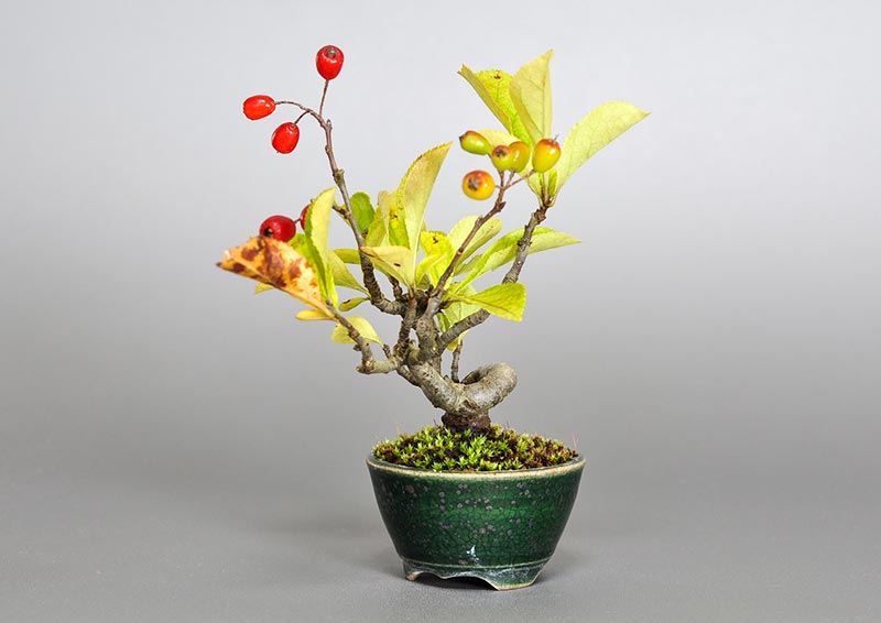 盆栽・カマツカ-S1（かまつか・鎌柄・ニホンカマツカ・日本鎌柄）実もの盆栽を右側から見た景色・Pourthiaea villosa bonsai