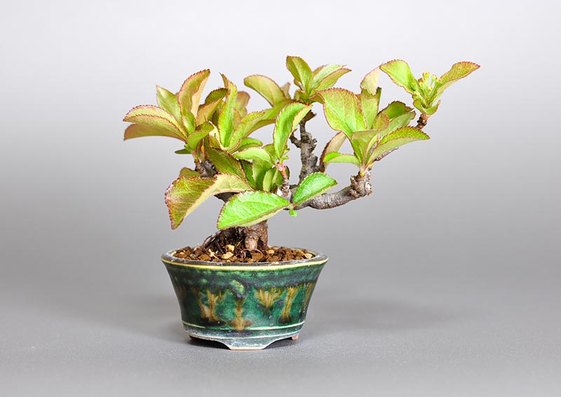 カマツカ-W1-1（かまつか・鎌柄・ニホンカマツカ・日本鎌柄）実もの盆栽の販売と育て方・作り方・Pourthiaea villosa bonsai