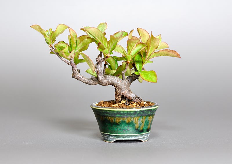 ミニ盆栽・カマツカ-W1-1（かまつか・鎌柄・ニホンカマツカ・日本鎌柄）実もの盆栽を裏側から見た景色・Pourthiaea villosa bonsai