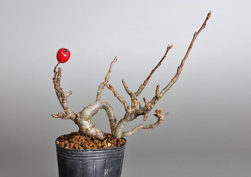 カマツカ-Z1（かまつか・鎌柄・ニホンカマツカ・日本鎌柄）実もの盆栽の販売と育て方・作り方・Pourthiaea villosa bonsai