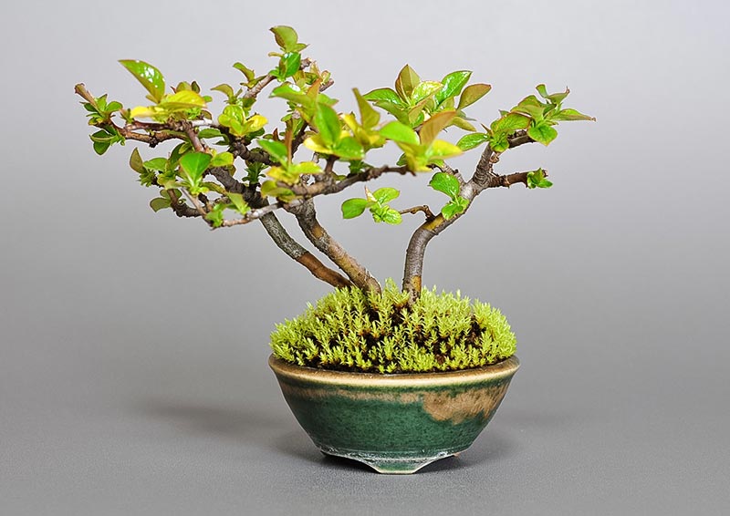 カリン-A2-1（かりん・花梨）実もの盆栽の販売と育て方・作り方・Chaenomeles sinensis bonsai photo