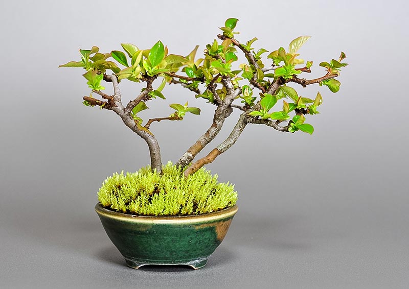 カリン-A2-1（かりん・花梨）実もの盆栽を裏側から見た景色・Chaenomeles sinensis bonsai photo