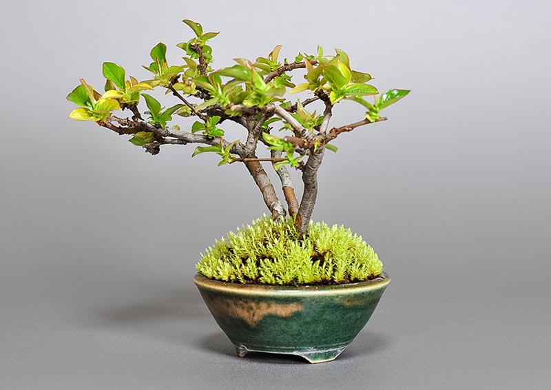 カリン-A2-1（かりん・花梨）実もの盆栽を右側から見た景色・Chaenomeles sinensis bonsai photo