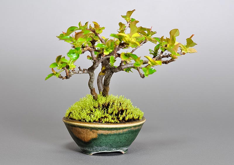 カリン-A2-1（かりん・花梨）実もの盆栽を左側から見た景色・Chaenomeles sinensis bonsai photo