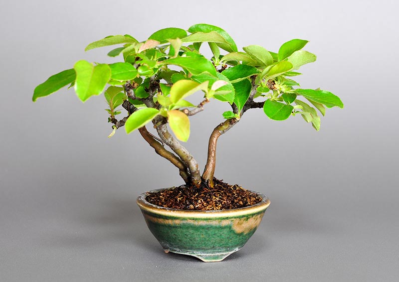 カリン-A2（かりん・花梨）実もの盆栽の販売と育て方・作り方・Chaenomeles sinensis bonsai photo