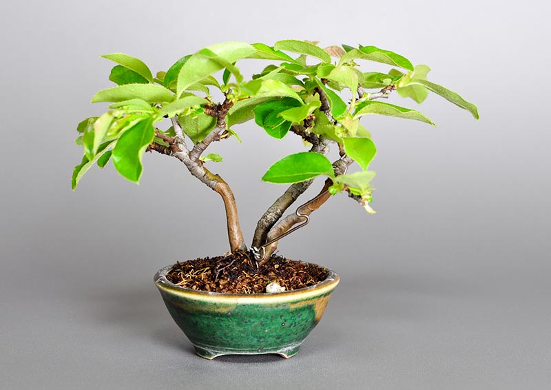 カリン-A2（かりん・花梨）実もの盆栽を裏側から見た景色・Chaenomeles sinensis bonsai photo