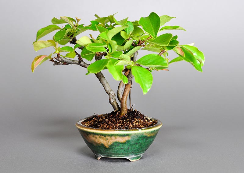 カリン-A2（かりん・花梨）実もの盆栽を右側から見た景色・Chaenomeles sinensis bonsai photo