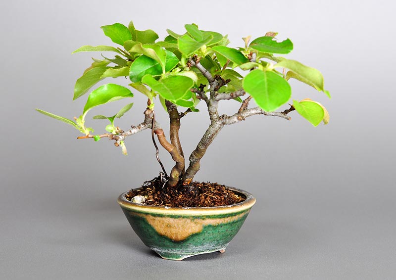 カリン-A2（かりん・花梨）実もの盆栽を左側から見た景色・Chaenomeles sinensis bonsai photo