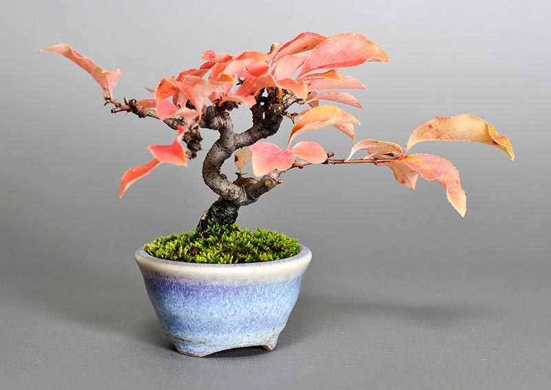 カリン-B2（かりん・花梨）実もの盆栽の販売と育て方・作り方・Chaenomeles sinensis bonsai