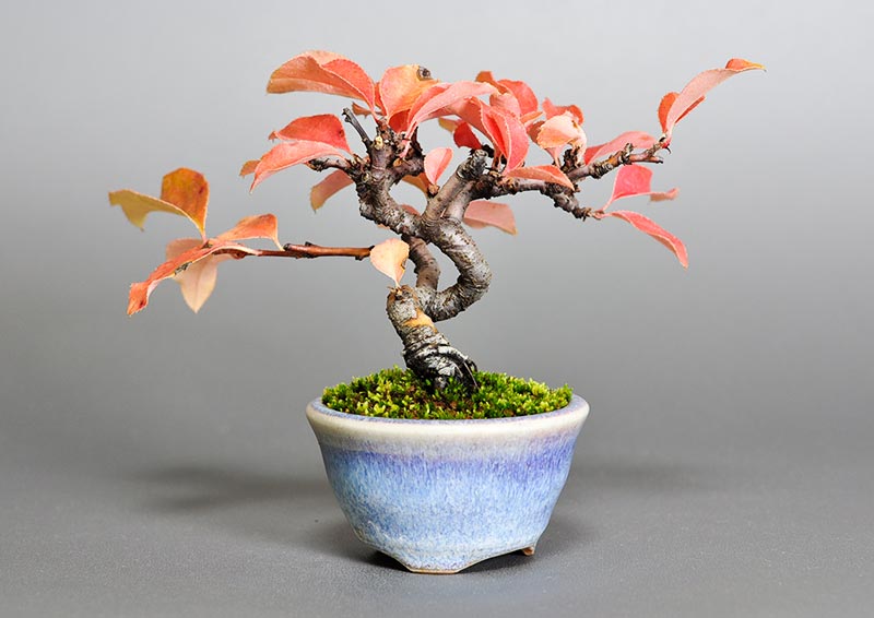 カリン-B2（かりん・花梨）実もの盆栽を裏側から見た景色・Chaenomeles sinensis bonsai