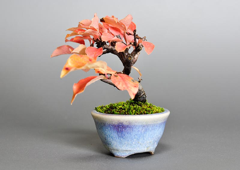 カリン-B2（かりん・花梨）実もの盆栽を右側から見た景色・Chaenomeles sinensis bonsai