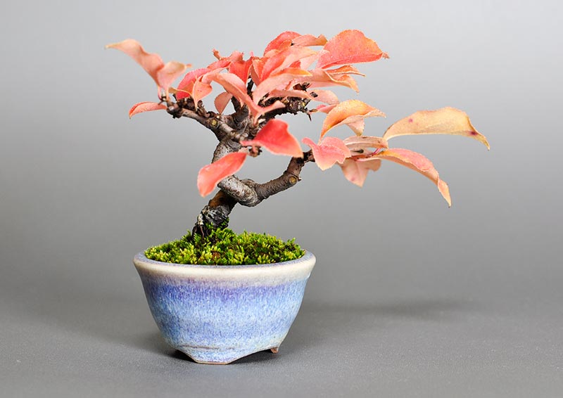 カリン-B2（かりん・花梨）実もの盆栽を左側から見た景色・Chaenomeles sinensis bonsai