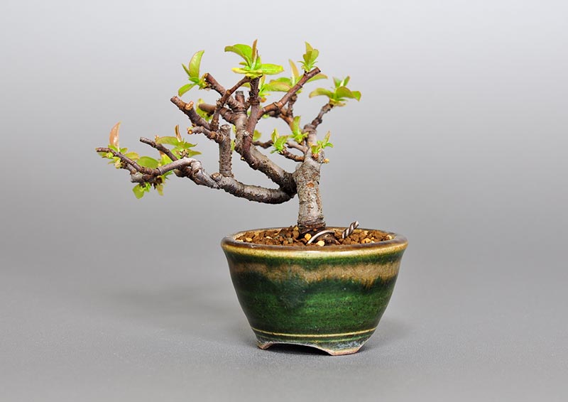 カリン-C2（かりん・花梨）実もの盆栽を右側から見た景色・Chaenomeles sinensis bonsai