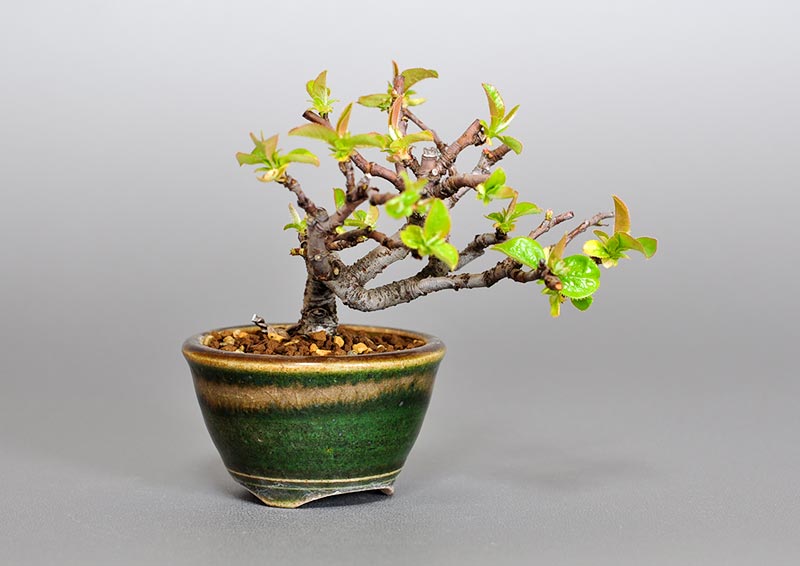 カリン-C2（かりん・花梨）実もの盆栽を左側から見た景色・Chaenomeles sinensis bonsai