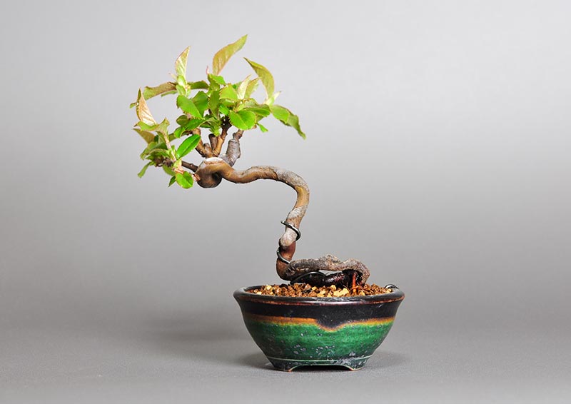 ミニ盆栽・カリン-D2（かりん・花梨）実もの盆栽を裏側から見た景色・Chaenomeles sinensis bonsai