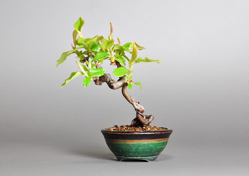 ミニ盆栽・カリン-D2（かりん・花梨）実もの盆栽を右側から見た景色・Chaenomeles sinensis bonsai