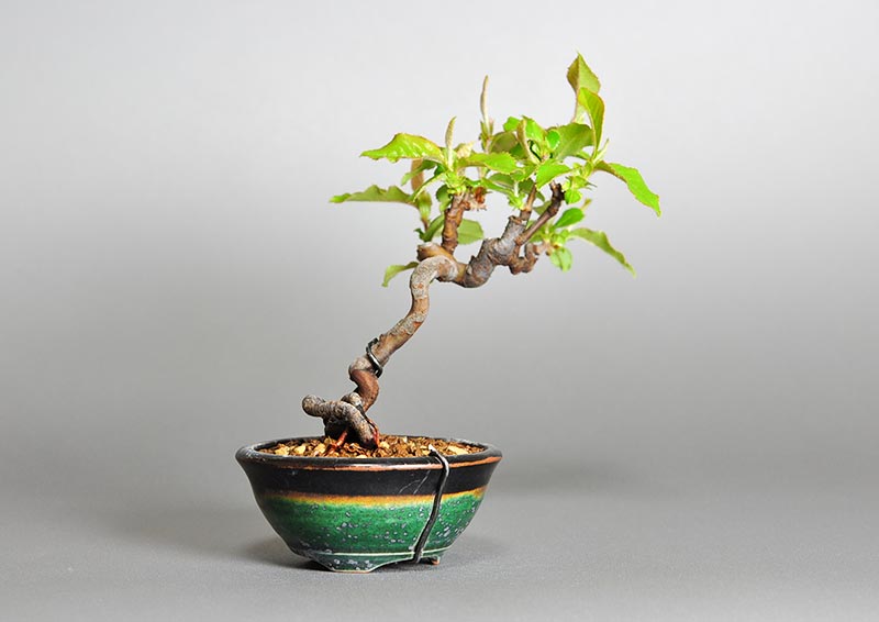 ミニ盆栽・カリン-D2（かりん・花梨）実もの盆栽を左側から見た景色・Chaenomeles sinensis bonsai