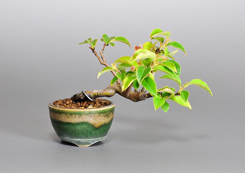 カリン-E2（かりん・花梨）実もの盆栽の販売と育て方・作り方・Chaenomeles sinensis bonsai