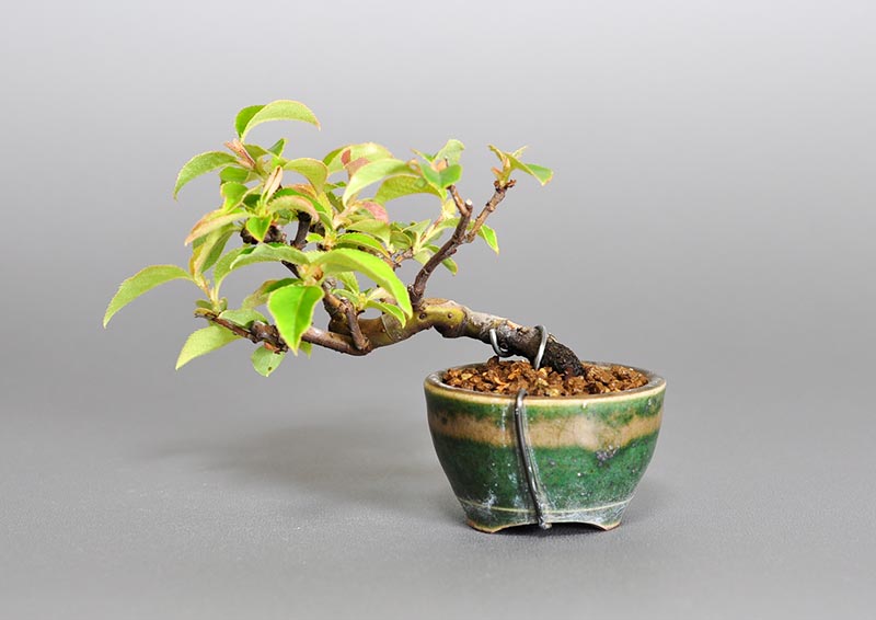 ミニ盆栽・カリン-E2（かりん・花梨）実もの盆栽を裏側から見た景色・Chaenomeles sinensis bonsai