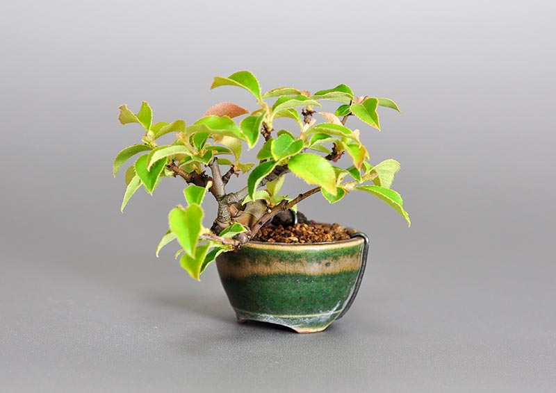 ミニ盆栽・カリン-E2（かりん・花梨）実もの盆栽を右側から見た景色・Chaenomeles sinensis bonsai