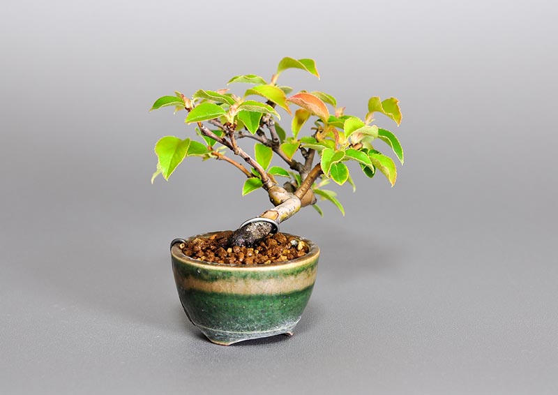 ミニ盆栽・カリン-E2（かりん・花梨）実もの盆栽を左側から見た景色・Chaenomeles sinensis bonsai