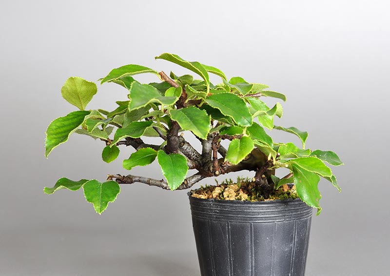 カリン-F2（かりん・花梨）実もの盆栽の販売と育て方・作り方・Chaenomeles sinensis bonsai
