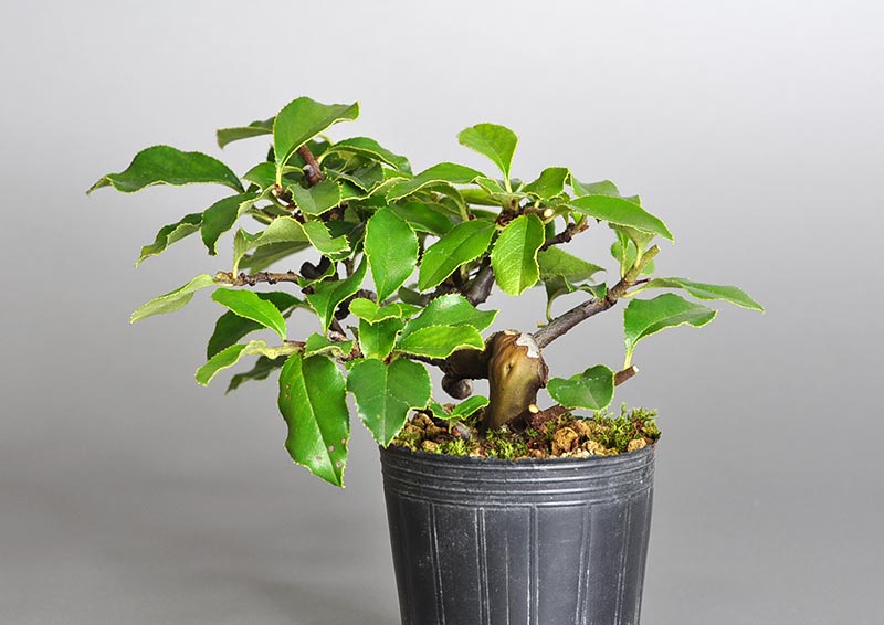 カリン-F2（かりん・花梨）実もの盆栽を右側から見た景色・Chaenomeles sinensis bonsai